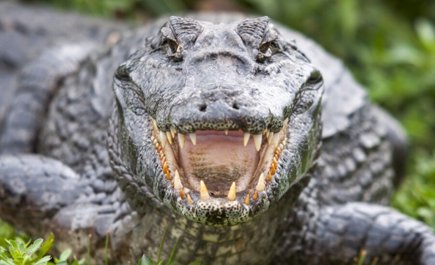 Еднометров алигатор се разходи по улиците на град във Флорида