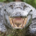 Еднометров алигатор се разходи по улиците на град във Флорида