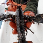 Пъстър цвят, дължащ се на рядка мутация, спаси омар от изяждане