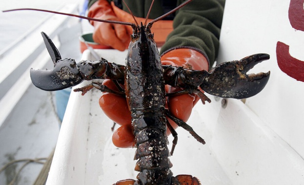 Ресторант Ред Лобстър във Вирджиния САЩ отмени екзекуцията на изключително