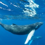 Кит преплува половината свят