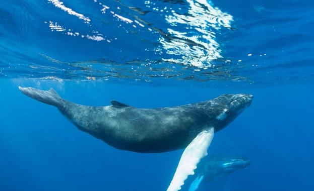 Учен улови любопитен момент със стадо гърбати китове 