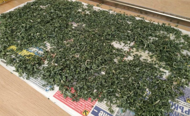 Варненски полицаи разкриха поредната оранжерия за отглеждане на марихуана съобщават