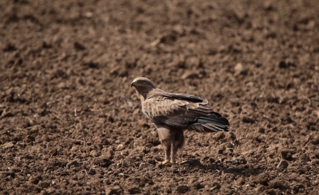 Между 10 април и 10 май четири екипа на Българското
