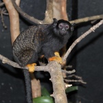 Софийският зоопарк получи златоръки тамарини