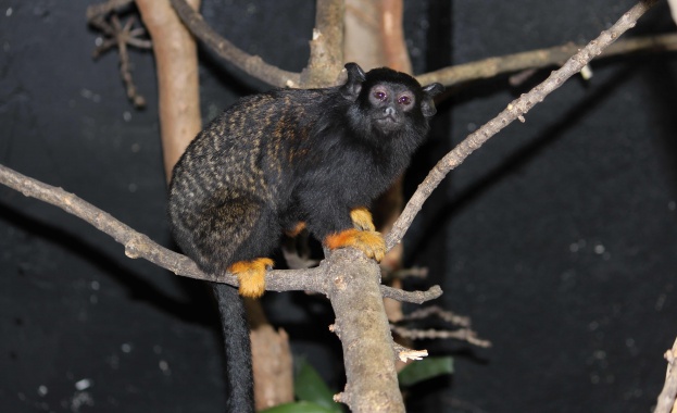 Маймунките са новото попълнение в реконструирания през 2020 г сектор