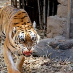 Избягал домашен тигър беше намерен жив и здрав в Хюстън