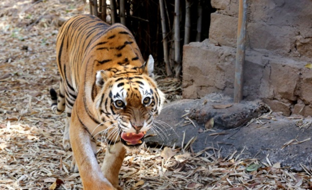 Бенгалски тигър видян за последно преди седмица да обикаля тревните