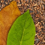 Хората са използвали тютюн преди повече от 12 000 години