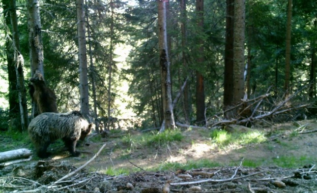 Учени заснеха четири мечки в Западните Родопи 