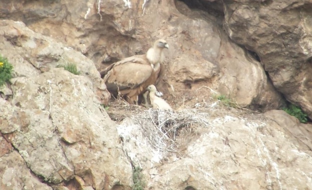 Тазгодишното попълнение към колонията белоглави лешояди в Източните Родопи са