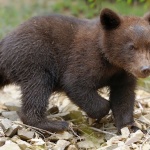 Мече обикаля из девинското село Михалково