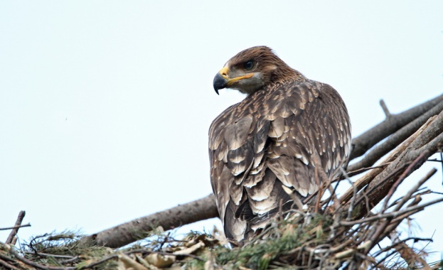 Обезопасяването на мрежата на EVN в Странджа и Сакар спомогна популацията на застрашения вид царски орел да достигне рекордните 41 двойки 