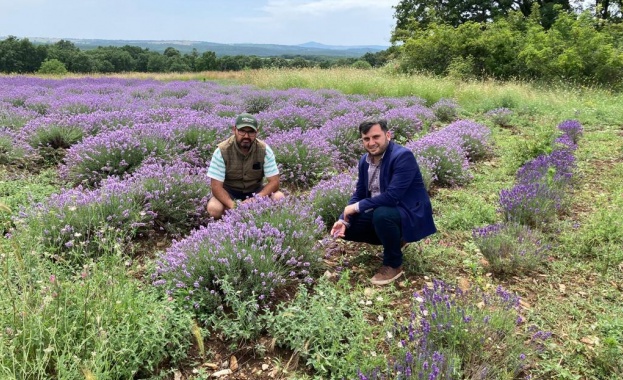 Производството и преработването на лавандула има потенциал който може да