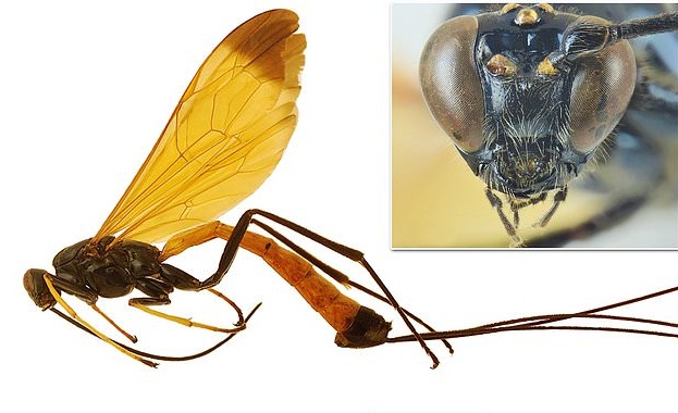 Биолози описаха нов вид оса открита в Южна Америка като