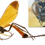 Откриха нов вид оса, която прилича на „летящо бижу“ 