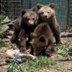 Трите мечета, спасени в Родопите, вече са в център за рехабилитация в Гърция 