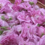 ЕК одобри българска схема за 1,5 млн. евро помощ за розопроизводителите 