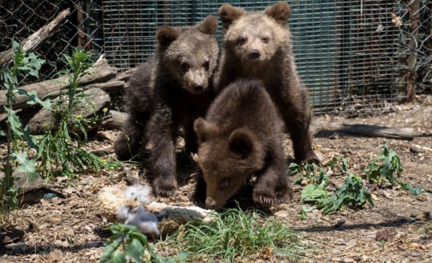 Хуба Вихър и Горан трите малки мечета намерени в