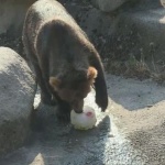  Глезят животните в зоопарка с домашен сладолед