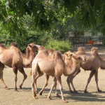 4 нови двугърби камили пристигнаха в столичния зоопарк