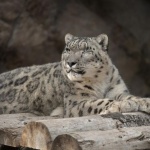 Леопардът Рамил от зоопарка в Сан Диего е заразен с COVID-19 