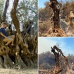 Маслина, стара като света, изгоря в Евбея