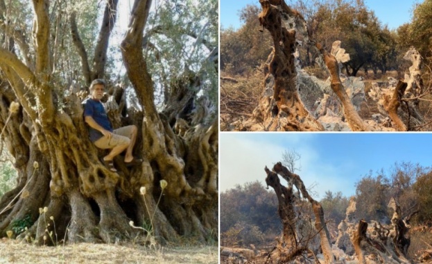 Древно маслиново дърво на 2500 години намиращо се в горичка