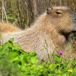Гигантски гризачи безчинстват в предградие на Буенос Айрес 