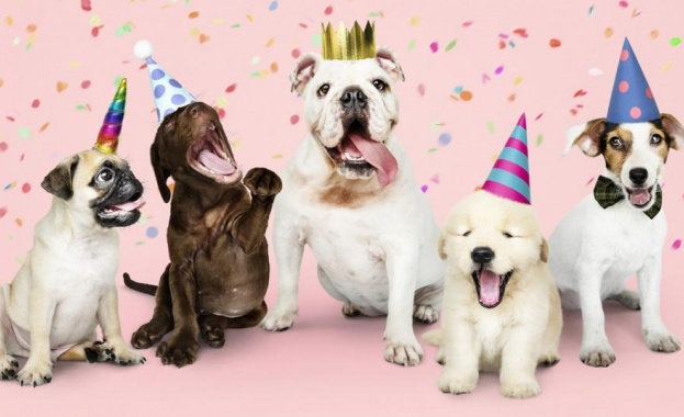 Днес е Световният ден на кучето