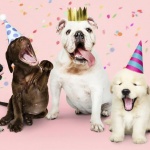 Днес е Световният ден на кучето