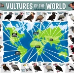 Отбелязваме Международния ден на лешоядите с онлайн предизвикателство и събитие в Русе