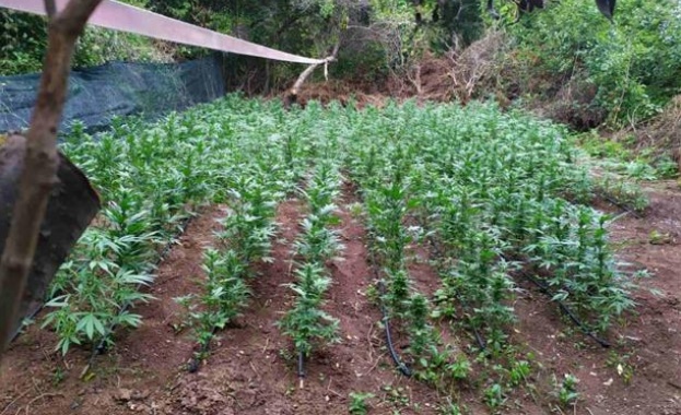 Двама са привлечени под наказателна отговорност за отглеждане на канабис