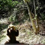 Мечка с две мечета беше спасена от отстрел край Смолян