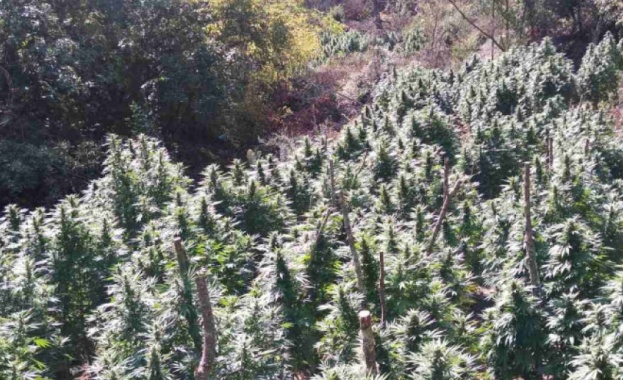 Ниви с канабис са открити при полицейска операция в района