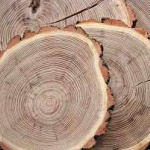 Търгове за близо 85 млн. лв. са проведени през платформата за електронна продажба на дървесина