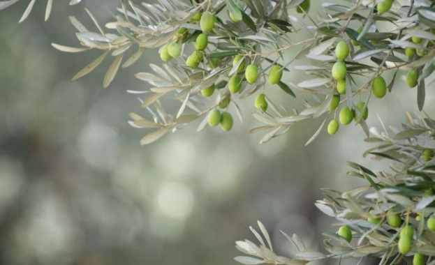 Американска фондация дарява на Гърция 100 000 маслинови дръвчета които