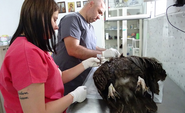 Черен лешояд е намерен отровен в района на Крумовград