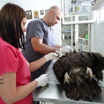 Черен лешояд е намерен отровен в района на Крумовград