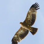 Царски орел е прострелян край Ямбол 