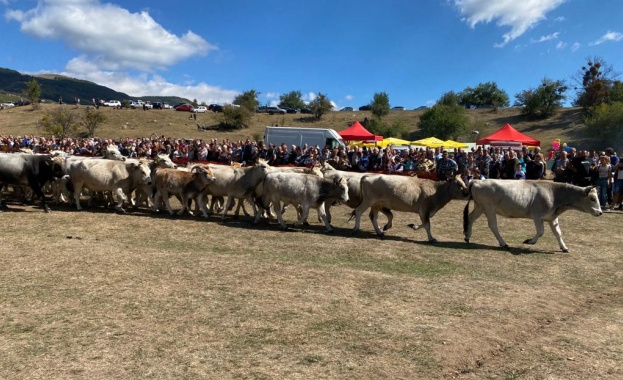 Говедовъдите и овцевъдите ще получат допълнителни 2 млн лева Това