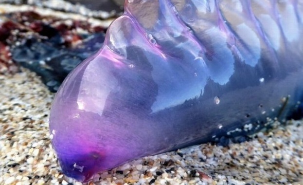 Смъртоносни същества които често биват бъркани с медузи се появиха