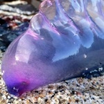 Смъртоносни същества се появиха край бреговете на Великобритания