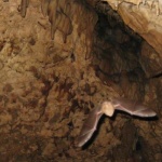 Зоологическата градина в София е домакин на Международната нощ на прилепите