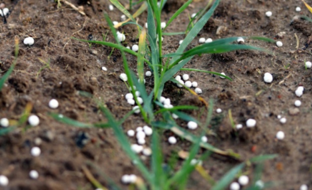Високи цени на торовете създават проблеми на зърнопроизводителите За една