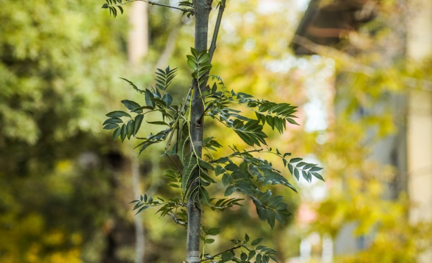 Над 2000 дървета засаждаме през есента тази година в София