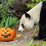 Хелоуин във Виенския зоопарк