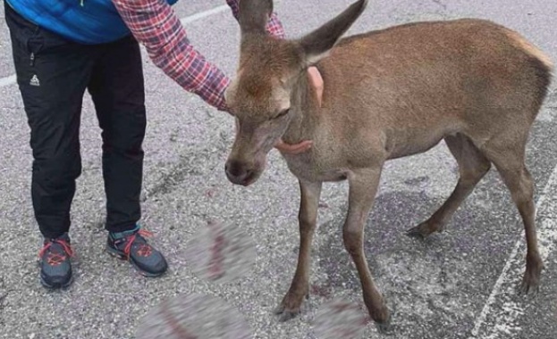 Кошута блъсната от кола на главния път Смолян Пловдив