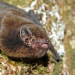 Избраха прилеп за Птица на годината в Нова Зеландия