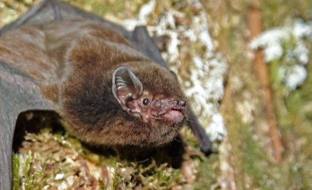 Новозеландски вид прилеп беше избран за Птица на годината в
